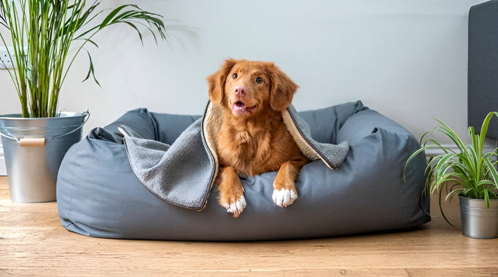 Choosing Perfect Bed for Happy Pets