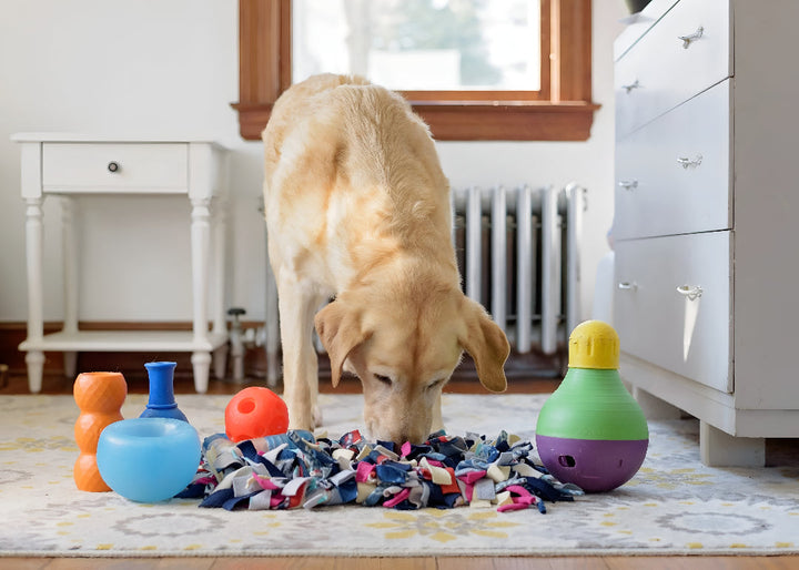 Fun Toys That Keep Pets Active